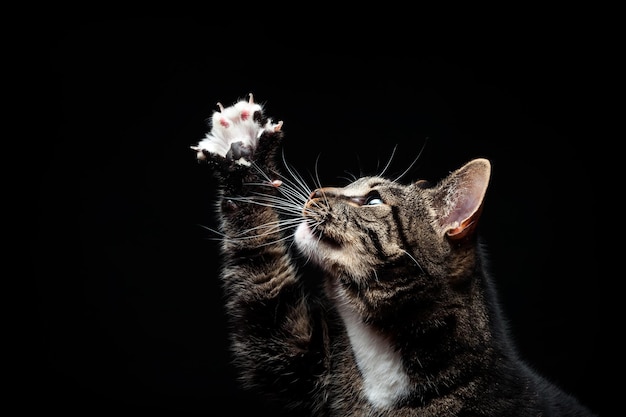 Gato adulto puro-sangue fotografado no estúdio em um fundo preto Retrato aproximado