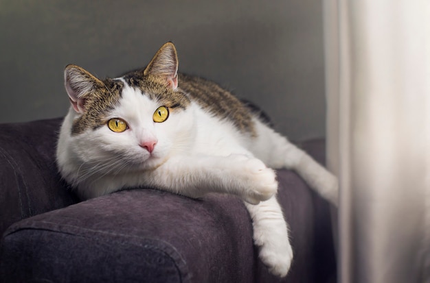 Un gato adulto yace en el respaldo del sofá.