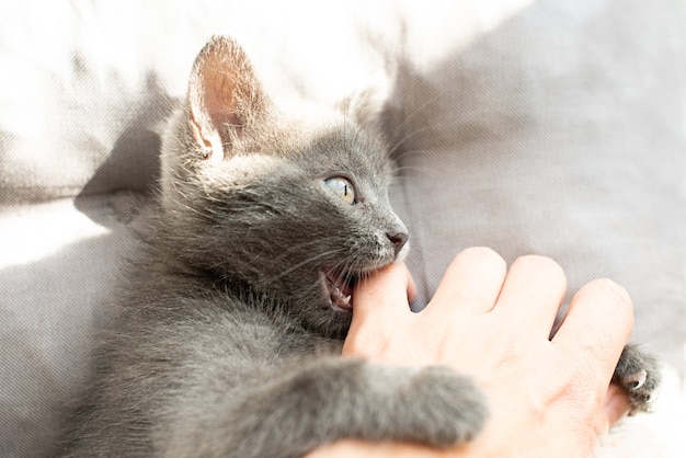 Foto gato agresivo muerde a una persona