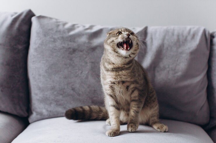 Gato agressivo no sofá