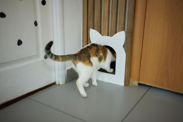 Un gato en el agujero de la puerta de un gato, un gato doméstico blanco se sienta afuera de la puerta en una habitación en casa y mira