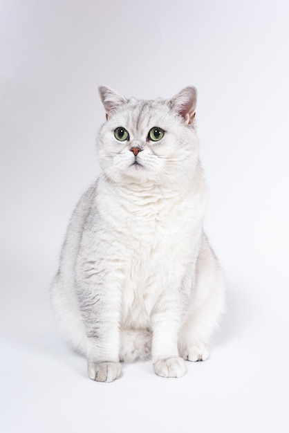 El gato ahumado británico Lorthair aislado en blanco está esperando