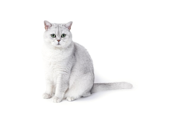 Gato ahumado británico Lorthair aislado en blanco está sentado y watc