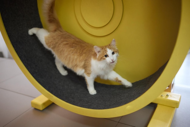 Gato ahumado corriendo en un aparato de entrenamiento con ruedas de ejercicio