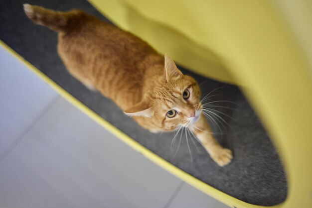 Gato ahumado corriendo en un aparato de entrenamiento con ruedas de ejercicio