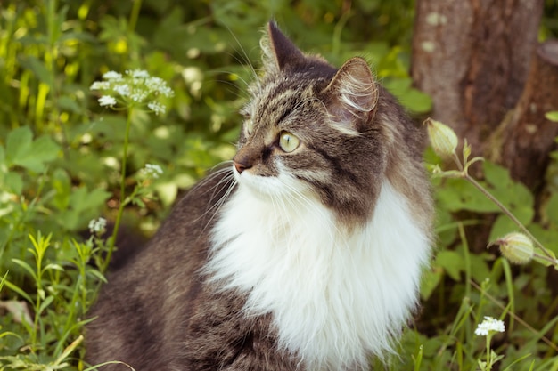 Gato, aire libre, en, pasto o césped