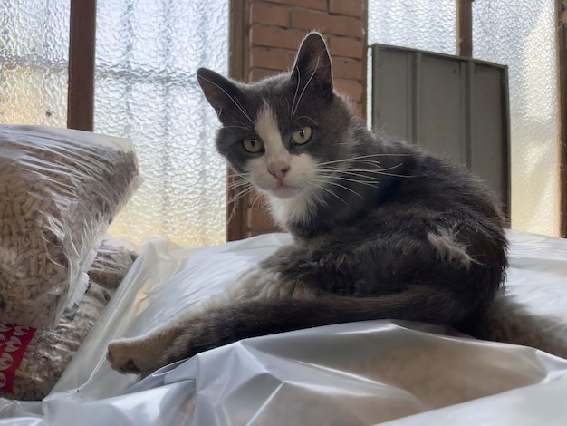 Gato aleatório bonito em um lugar abandonado