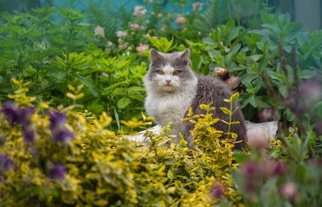 Gato alegre entre flores en el jardín de primavera al aire libre.