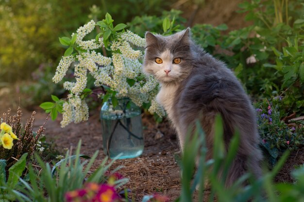 Gato alegre entre flores en primavera