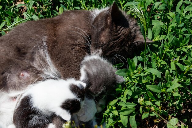 Gato alimentando seus pequenos gatinhos deitados na grama verde