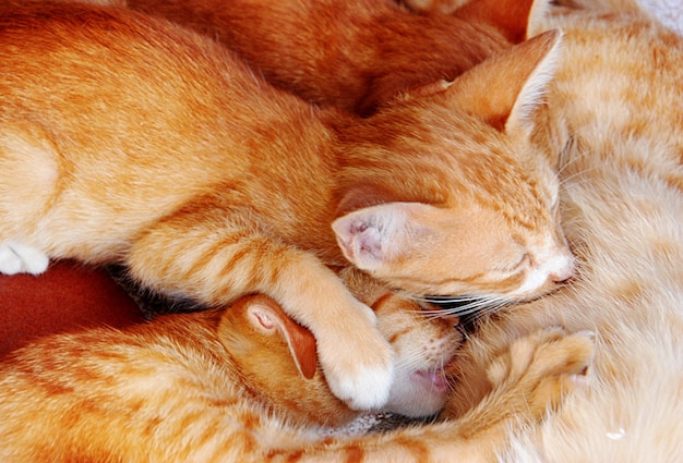 Gato amamentando seus gatinhos