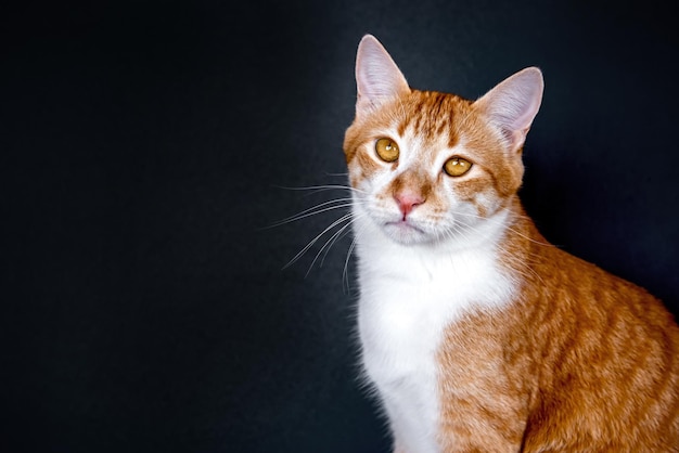 Gato amarelo bonito olhando para a câmera em fundo preto.