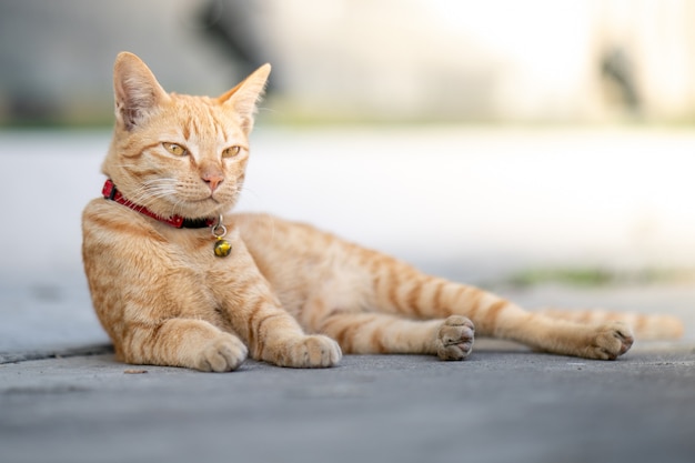 Gato amarelo deita-se na rua