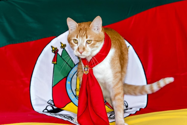 Gato amarelo gaúcho com a bandeira do estado do Rio Grande do Sul ao fundo gato gaúcho de estimação