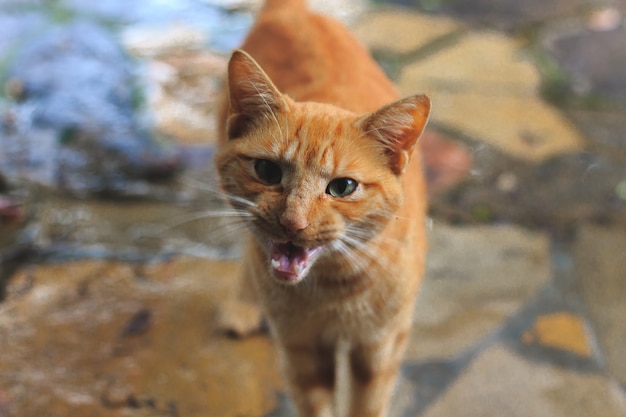 Gato amarillo con la boca abierta de cerca