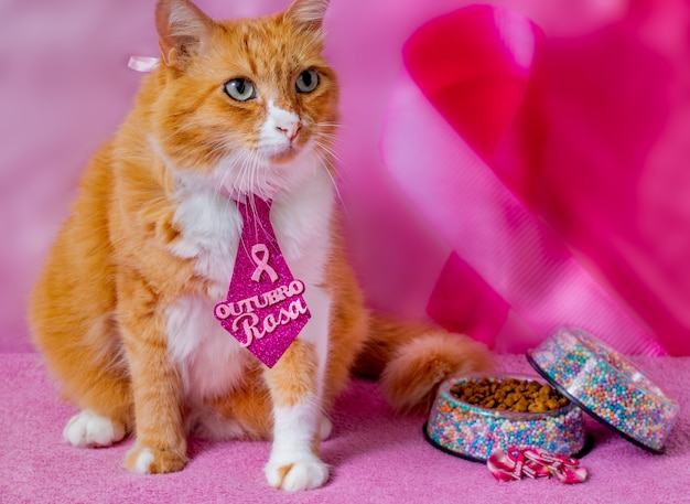 Un gato amarillo con una corbata que dice "octubre rosa" en portugués.