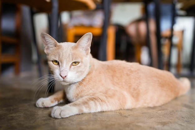 Gato amarillo doméstico tendido en el piso de concreto en el restaurante mirando a la cámara