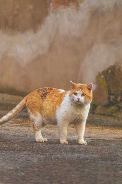 gato amarillo mirando fijamente