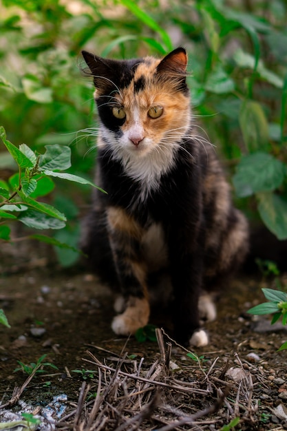 Gato amarillo en la naturaleza