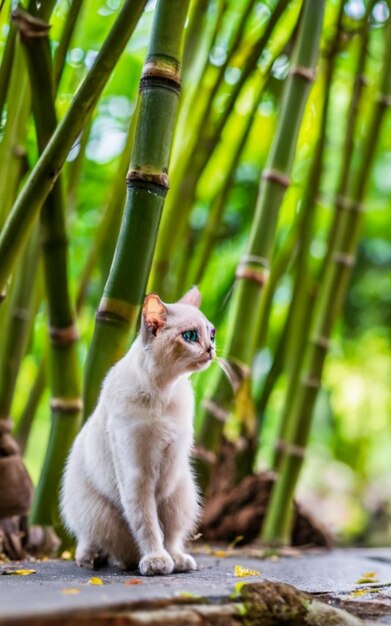 Foto el gato amarillo está sentado bajo los árboles de bambú.