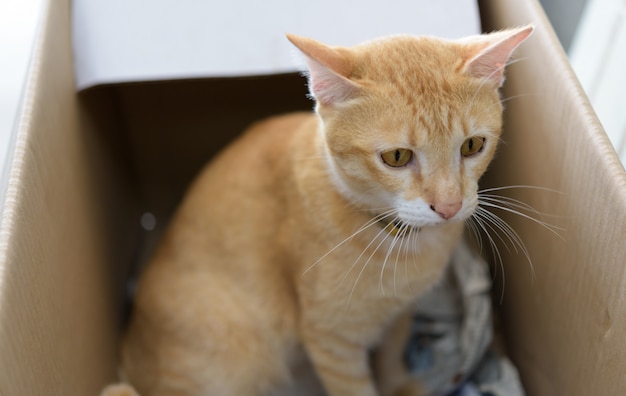 Gato amarillo sentarse en caja de papel marrón