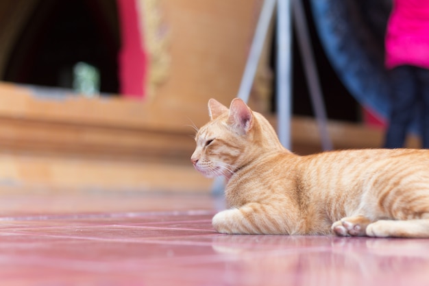 Gato amarillo durante el tiempo de relax.