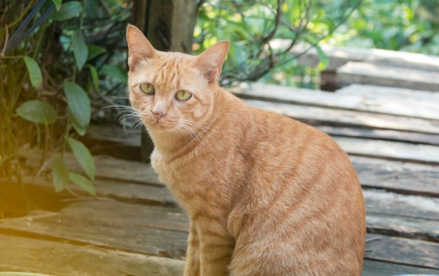 Foto gato amarillo