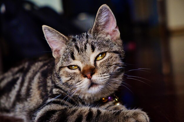 El gato americano de pelo corto dormilón