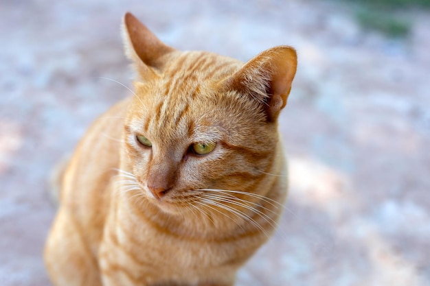 Gato anaranjado en piso de cemento