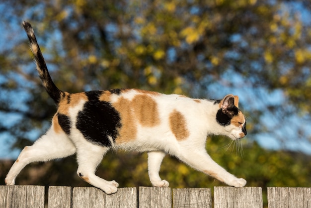 Gato andando em uma cerca de madeira na vila, fundo desfocado.