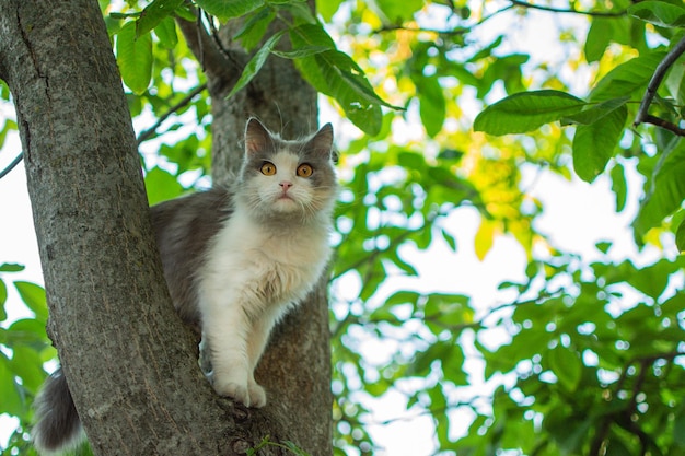 Gato andando na árvore no jardim gatinho com um olhar preocupado tente não cair de uma árvore