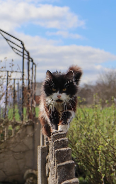 gato andando