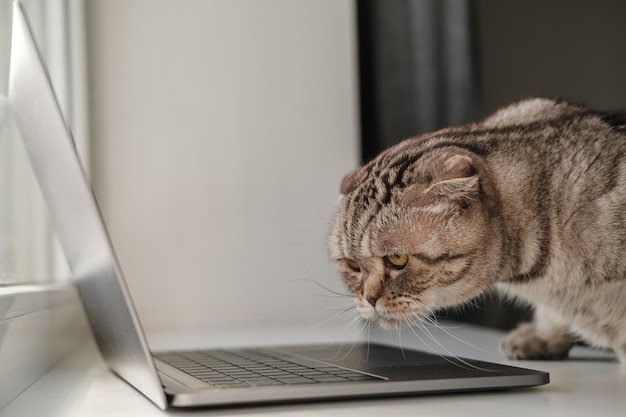 Gato animado Scottish Fold estuda o laptop com interesse