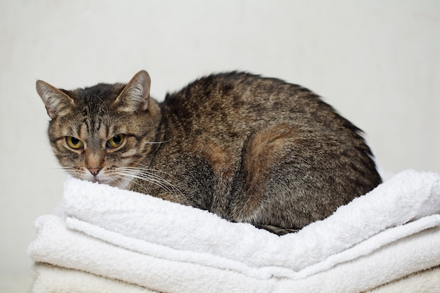 Gato - animal de estimação em casa no fundo