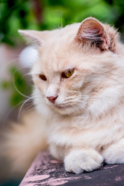 Gato, animal encantador y mascota en el jardín.