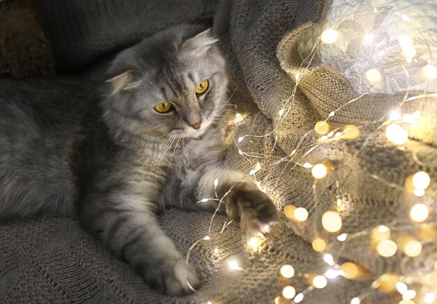 Un gato de Año Nuevo yace en guirnaldas y luces sobre una cálida manta de punto Auténtica foto de Navidad