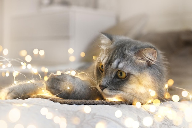 Un gato de Año Nuevo yace con guirnaldas y luces sobre una cálida manta de punto. Auténtica foto navideña.