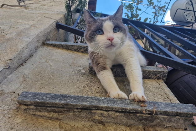 Gato apoyado en el balcón de la casa