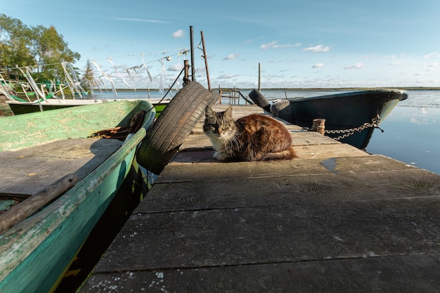 Gato aproveitando o sol no cais da vila de pescadores na rússia no início do outono.