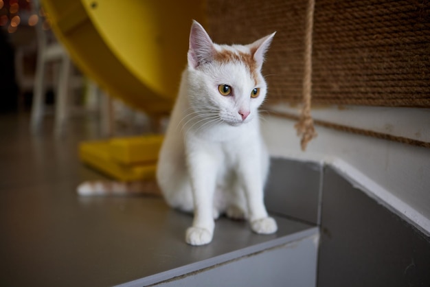 Gato arañando y mordiendogarras en el rascador