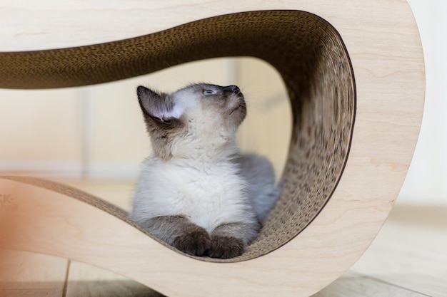 Un gato en un árbol para gatos