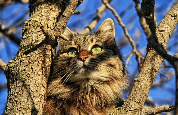 Gato en un árbol mirando al sol