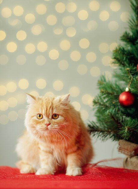 gato y arbol de navidad