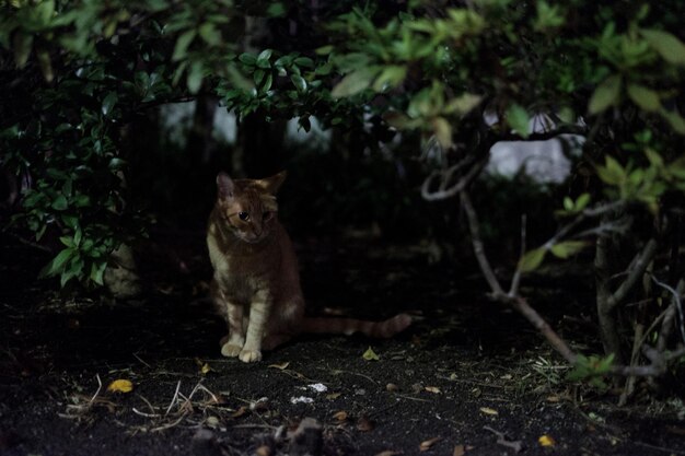 Foto gato en el árbol