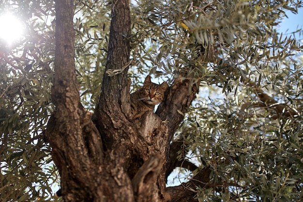 gato en un árbol