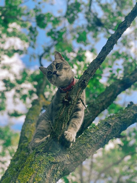 Gato, en, árbol