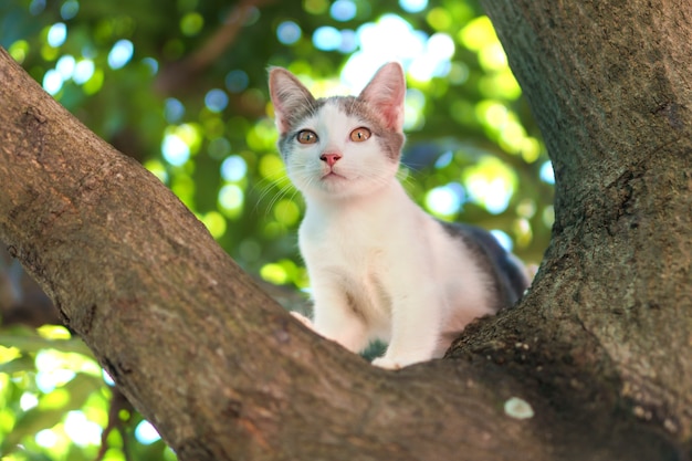 Gato en el árbol