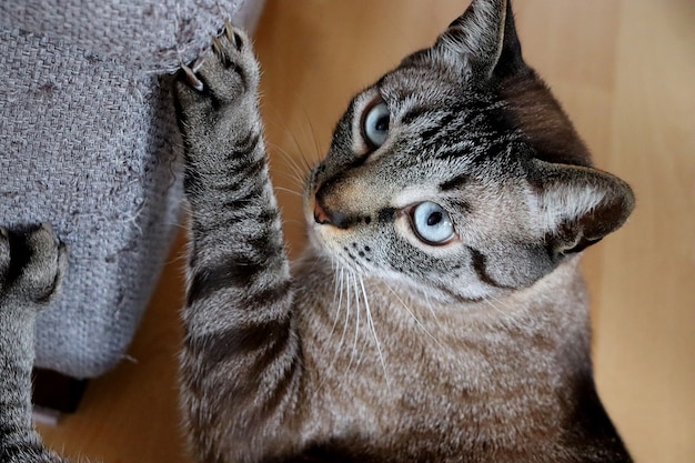 Gato arranhando um sofá de tecido