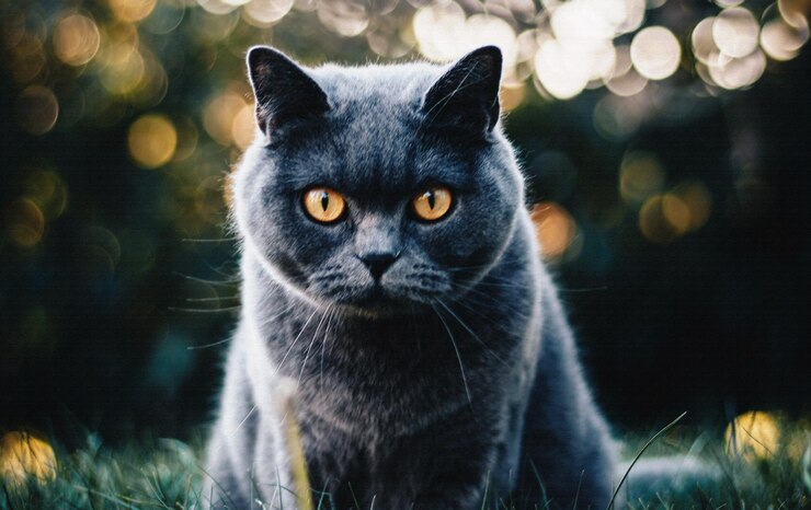 gato arte 9