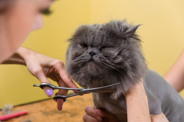 Foto gato de aseo en el salón de belleza para mascotas.